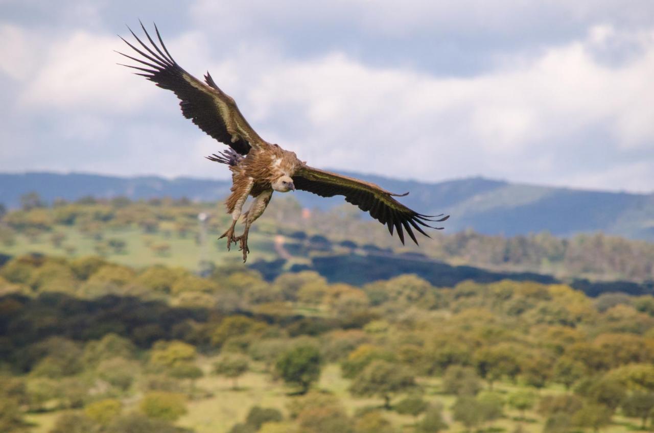 Alojamiento La Canada Monfrague Torrejón el Rubio Exterior foto